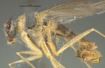 Media type: image;   Entomology 12925 Aspect: habitus lateral